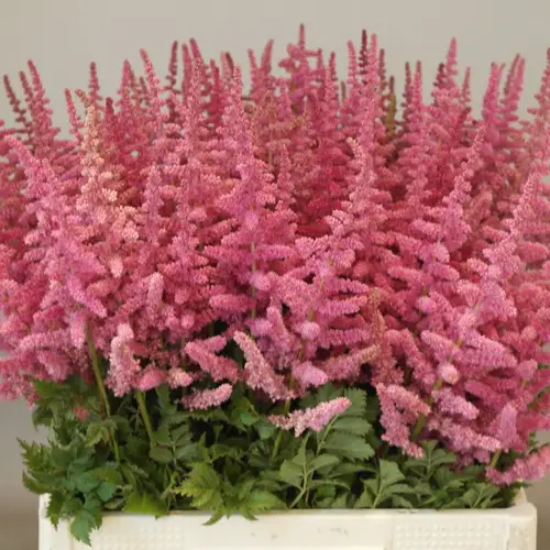 Spirea dunkel rosa Loud and Proud 60cm