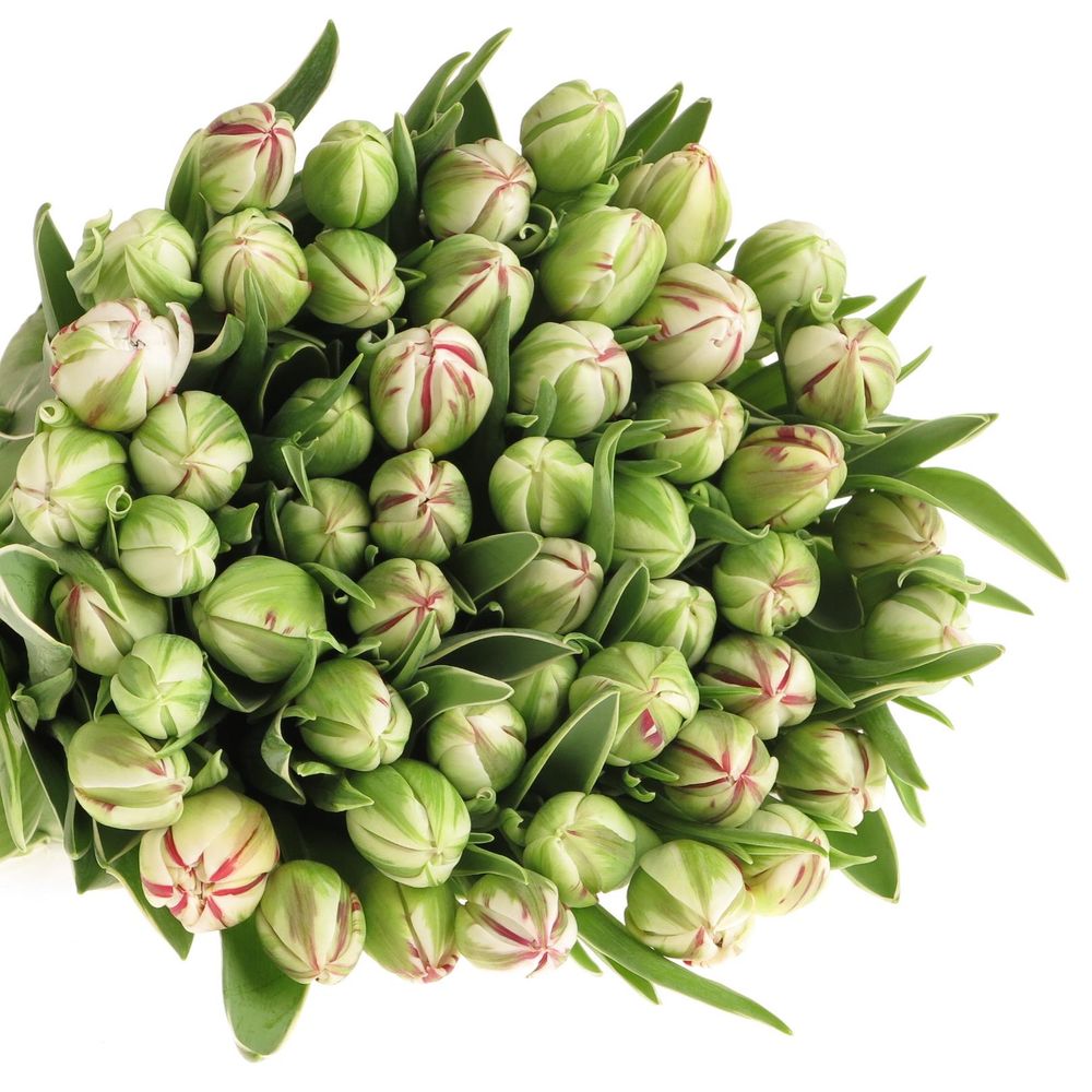 Tulpe Freiland cr/rt Carnaval Nice 24 Gramm