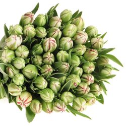 Tulpe Freiland cr/rt Carnaval Nice 24 Gramm