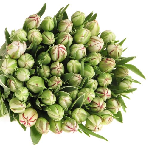 Tulpe Freiland cr/rt Carnaval Nice 24 Gramm