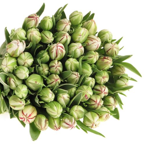 Tulpe Freiland cr/rt Carnaval Nice 24 Gramm