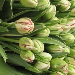 Tulpe Freiland cr/rt Carnaval Nice 24 Gramm