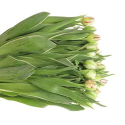 Tulpe Freiland cr/rt Carnaval Nice 24 Gramm