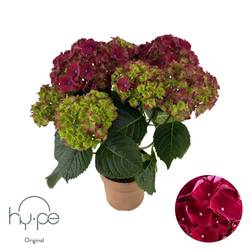 Hortensie Mophead rot 5+Blüte T14 H040