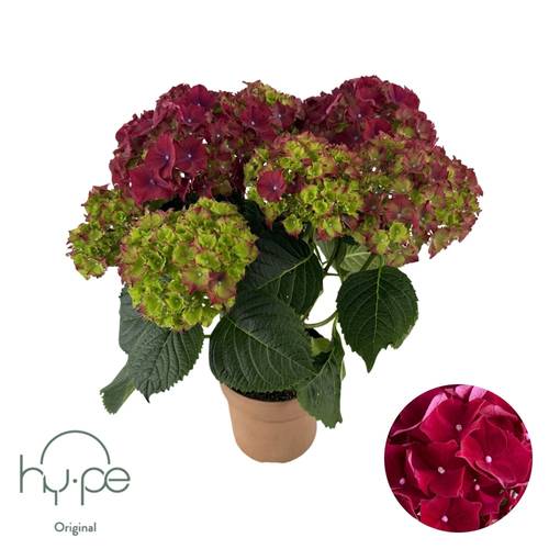 Hortensie Mophead rot 5+Blüte T14 H040