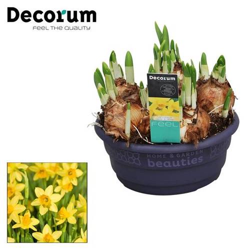 Narzisse 7er gelb Tete A Tete Schale T16 H015