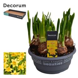 Narzisse 7er gelb Tete A Tete Schale T16 H015