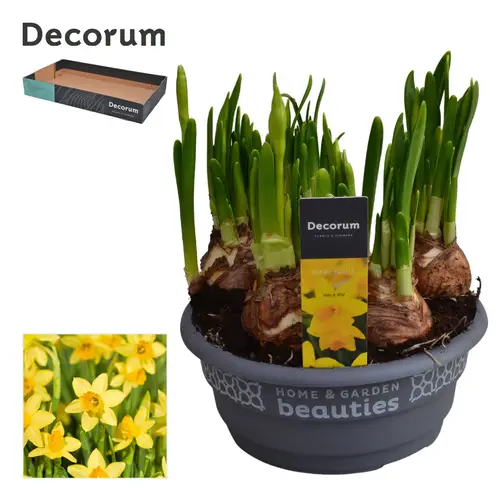 Narzisse 7er gelb Tete A Tete Schale T16 H015