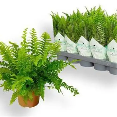 Nephr.Green Moment Schnapch. Von Uh T12 H030