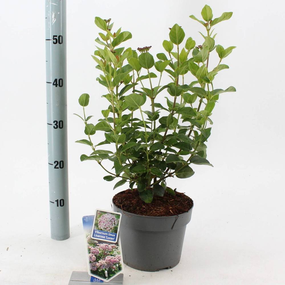 Viburnum Tinus Lisarose Loren T19 H060