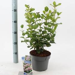 Viburnum Tinus Lisarose Loren T19 H060