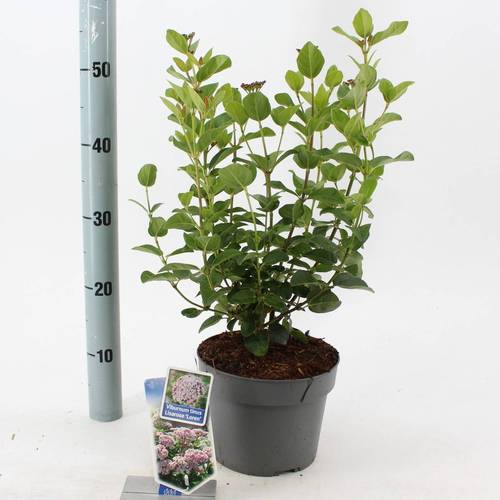 Viburnum Tinus Lisarose Loren T19 H060