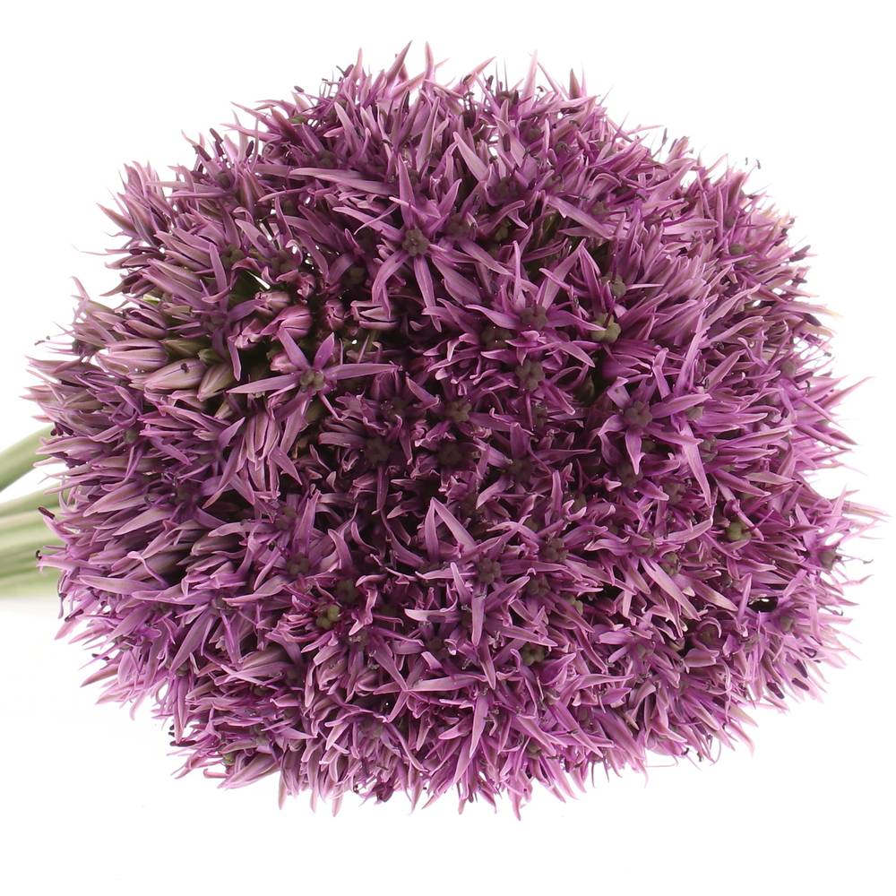 Alium lila Klein 60cm