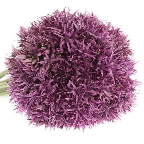 Alium lila Klein 60cm