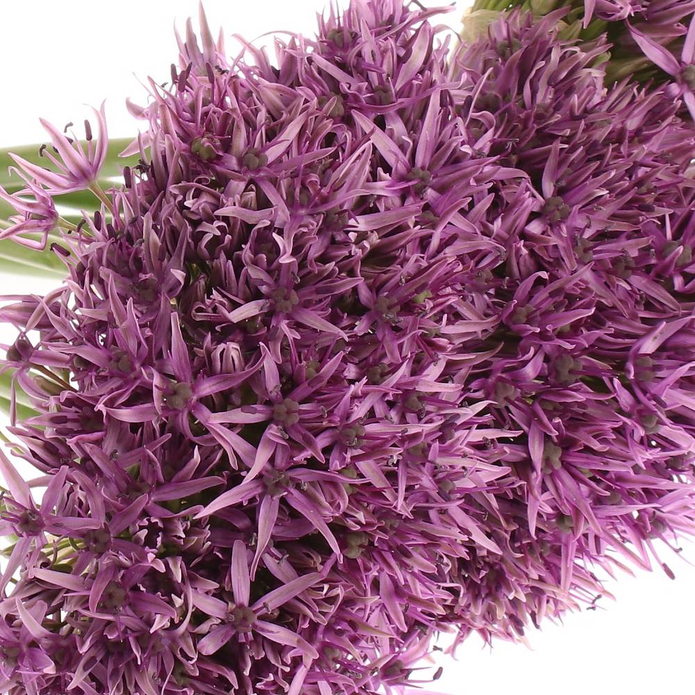 Alium lila Klein 60cm