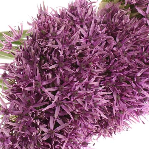 Alium lila Klein 60cm