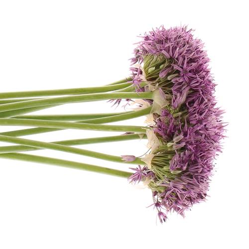 Alium lila Klein 60cm