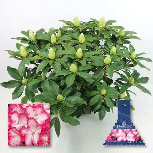 Rhododendron Xxl Hortin T29 H90