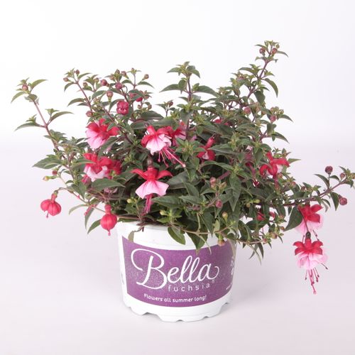 Fuchsia Laura T17 H30