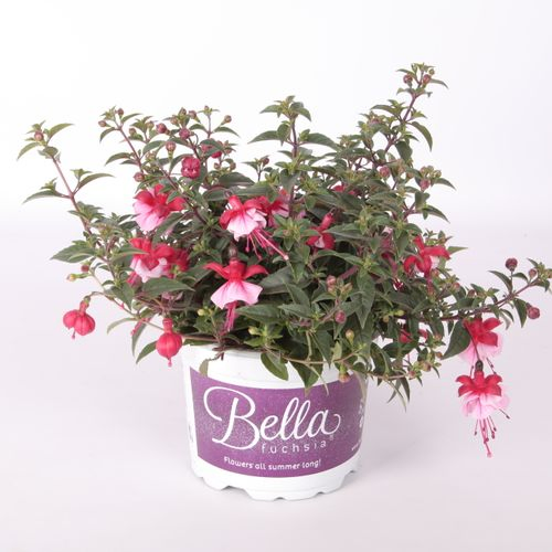 Fuchsia Laura T17 H30
