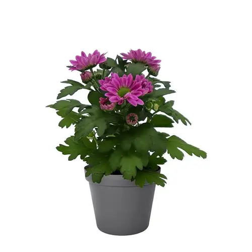 Chrys.Hybrid dunkel lila Mini T6 H8