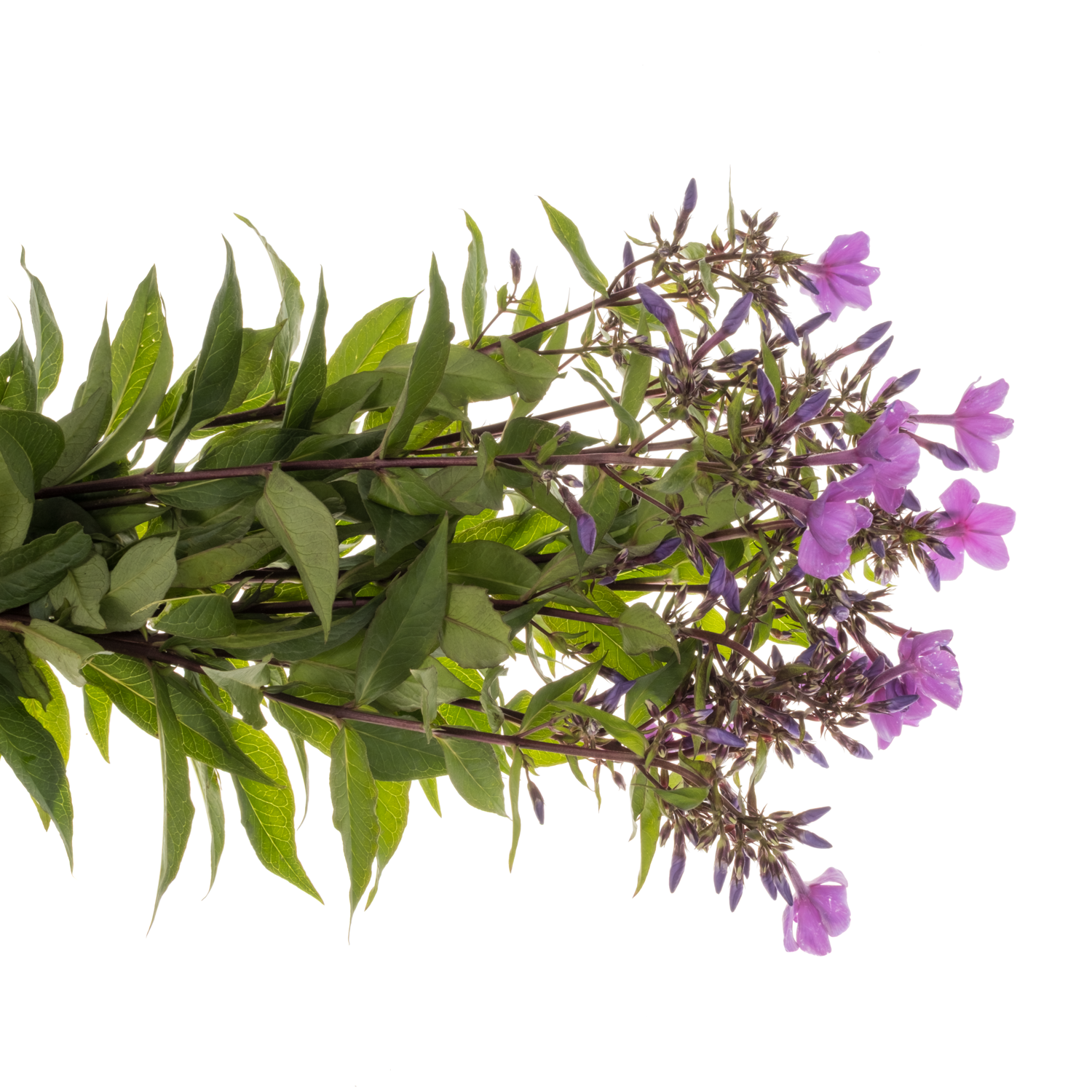 Phlox fuchsia Gogo Blue 50cm