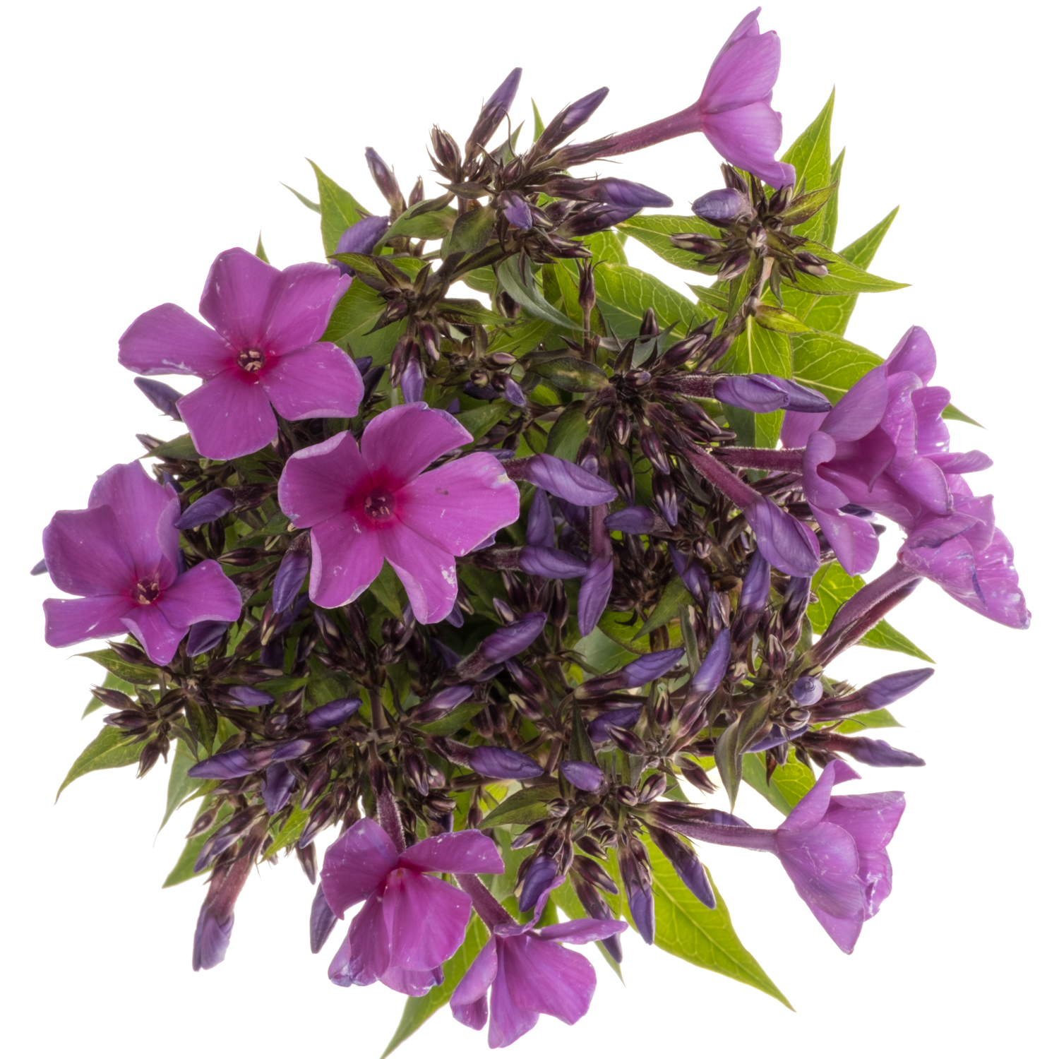 Phlox fuchsia Gogo Blue 50cm