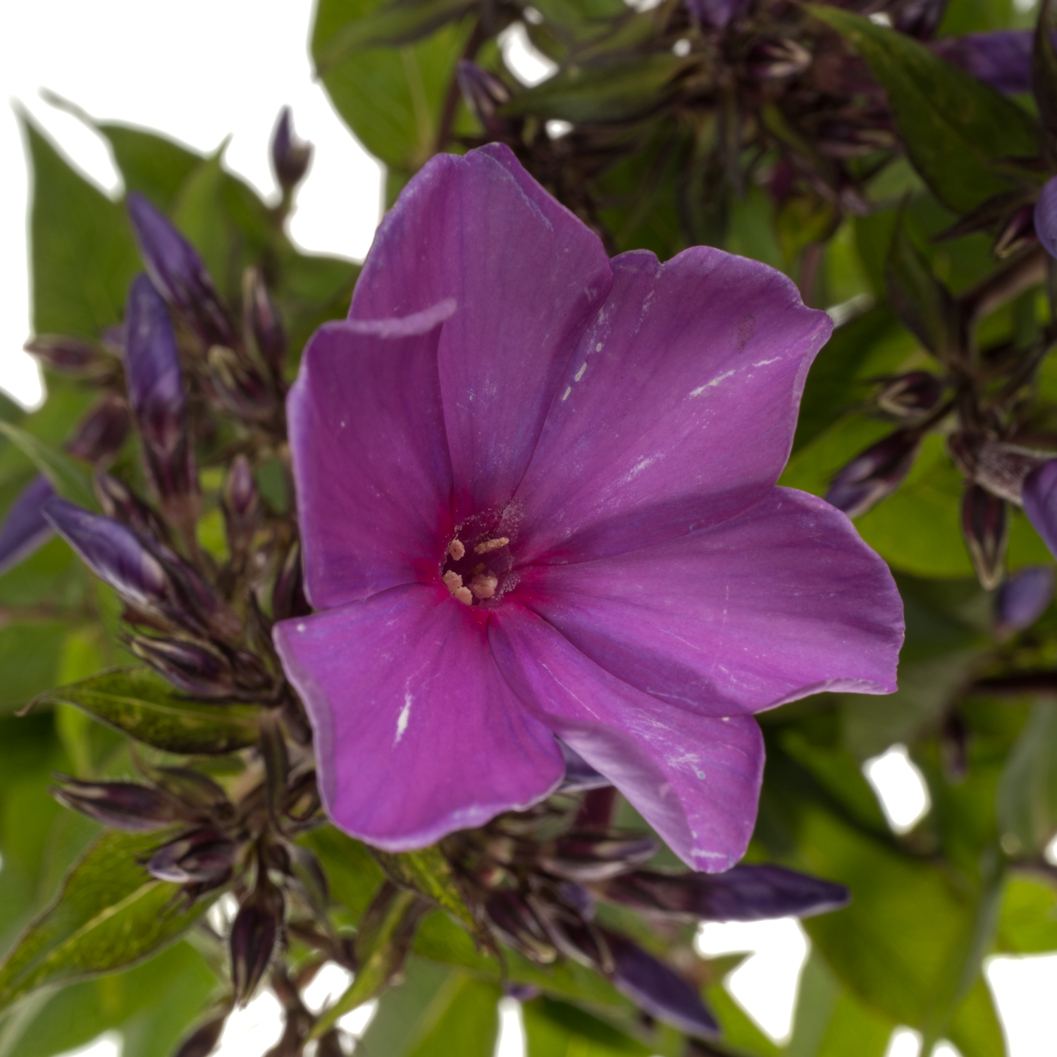 Phlox fuchsia Gogo Blue 50cm