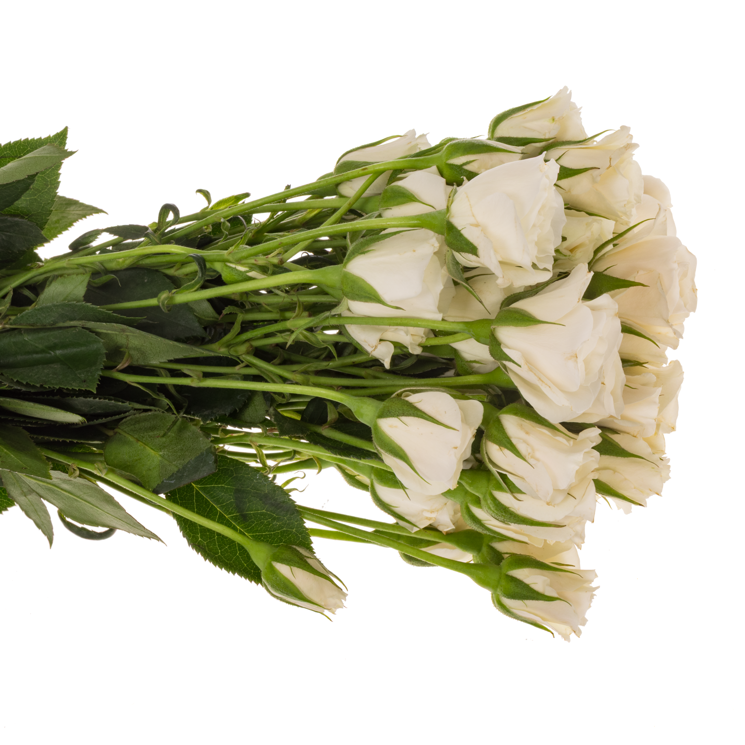 Rose verzweigt creme/weiss Majolica 50cm duftend