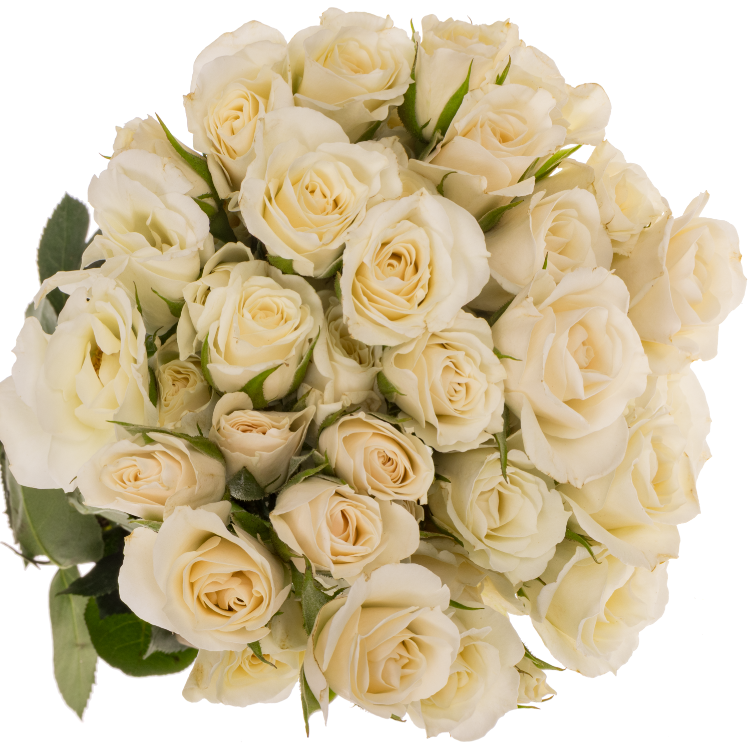 Rose verzweigt creme/weiss Majolica 50cm duftend