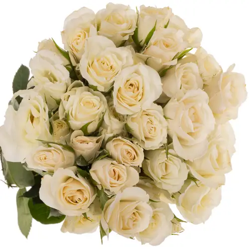 Rose verzweigt creme/weiss Majolica 50cm duftend