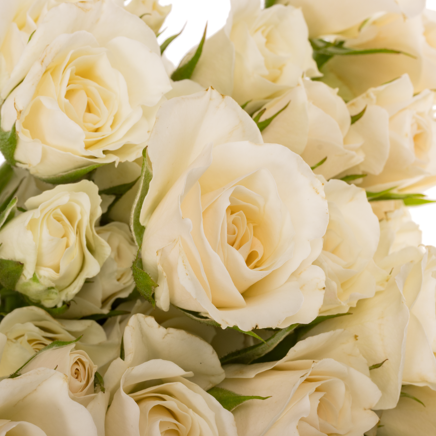 Rose verzweigt creme/weiss Majolica 50cm duftend