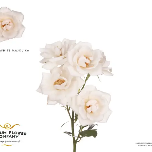 Rose verzweigt creme/weiss Majolica 50cm duftend