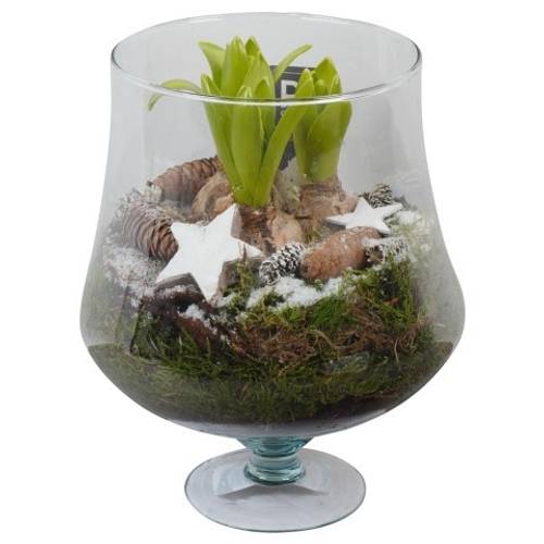 Hyac.Arr PTWH7720 weisse Bl. Winter T14 H024