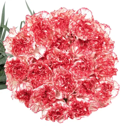 Nelke weiss/rot Akemi 65cm