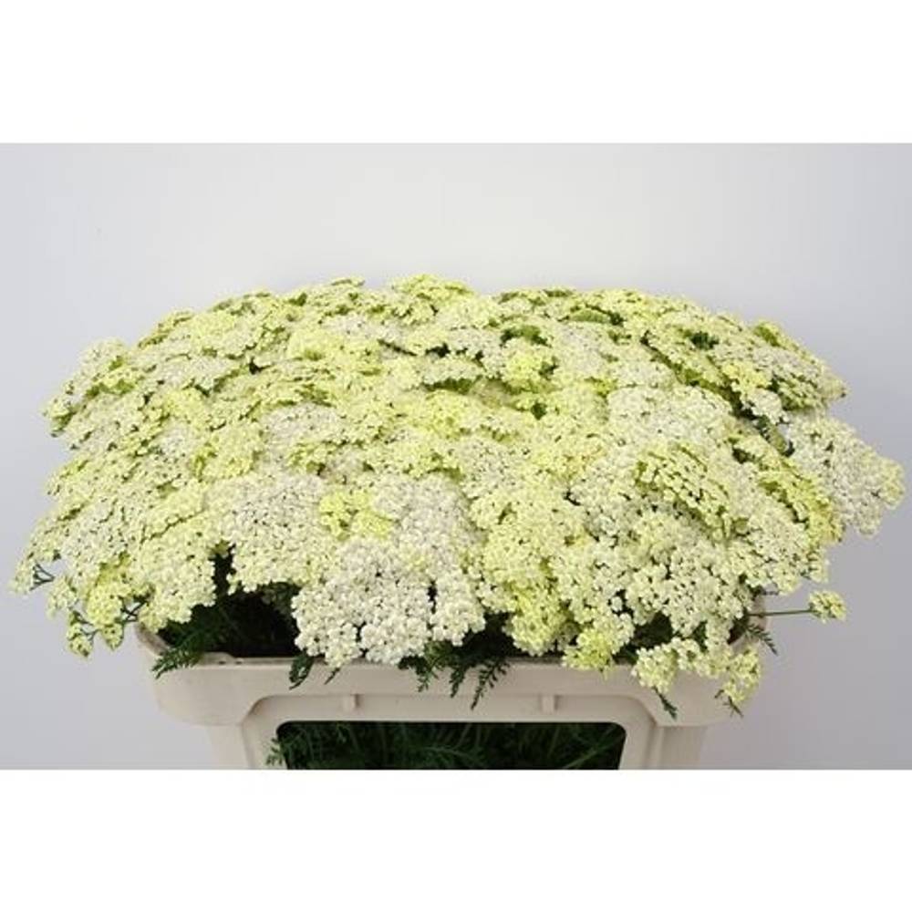 Achlillea hell gelb Vanilla Dream 65cm