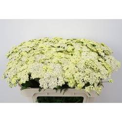 Achlillea hell gelb Vanilla Dream 65cm