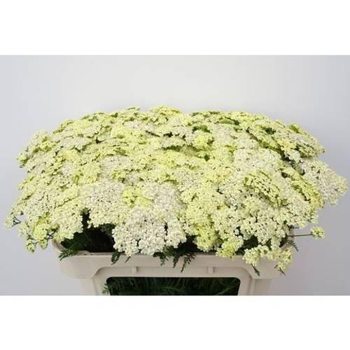 Achlillea hell gelb Vanilla Dream 65cm