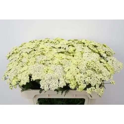 Achlillea hell gelb Vanilla Dream 65cm
