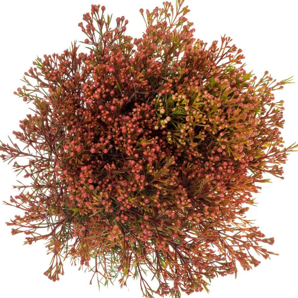 Wachsflower rot Bear Vega Blatt 45 Gramm 70cm