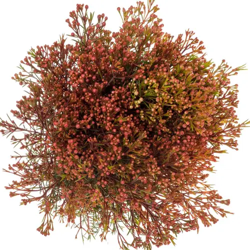 Wachsflower rot Bear Vega Blatt 45 Gramm 70cm