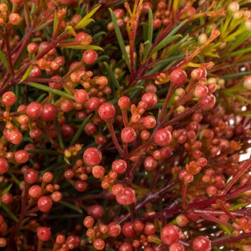 Wachsflower rot Bear Vega Blatt 45 Gramm 70cm