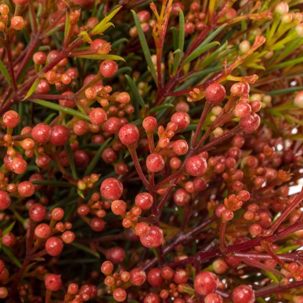 Wachsflower rot Bear Vega Blatt 45 Gramm 70cm