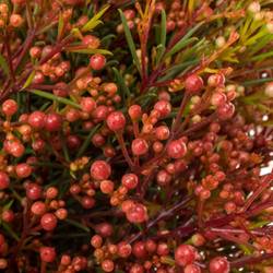 Wachsflower rot Bear Vega Blatt 45 Gramm 70cm