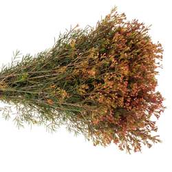 Wachsflower rot Bear Vega Blatt 45 Gramm 70cm