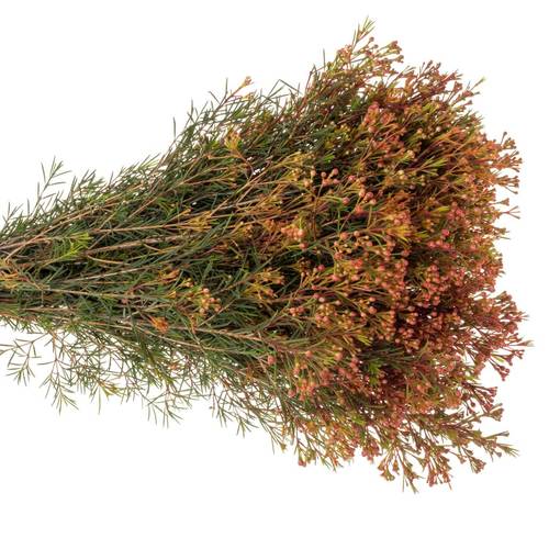 Wachsflower rot Bear Vega Blatt 45 Gramm 70cm