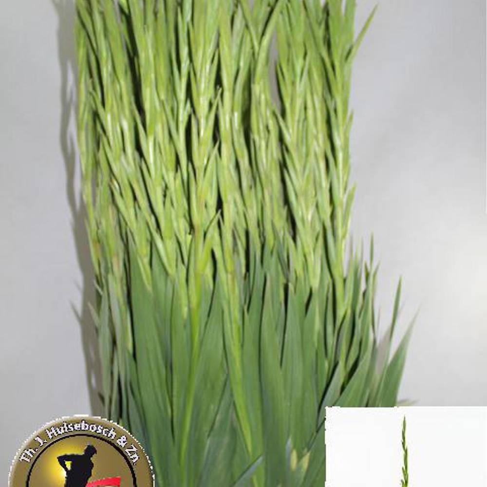 Gladiole grün Prima Verde 115 cm Extra Lang