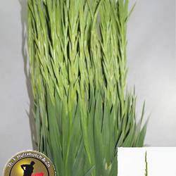 Gladiole grün Prima Verde 115 cm Extra Lang