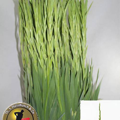 Gladiole grün Prima Verde 115 cm Extra Lang