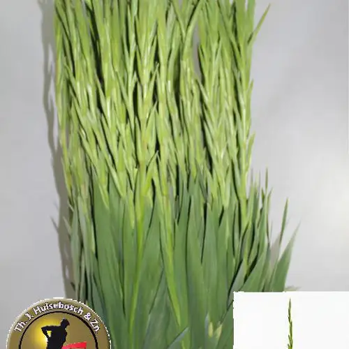 Gladiole grün Prima Verde 115 cm Extra Lang
